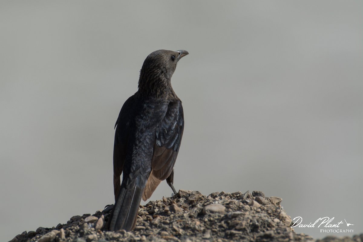 DPPhotography - Oman - Tristram's starling - B.jpg - Tristram's starling - Mughsayl Beach, Oman
