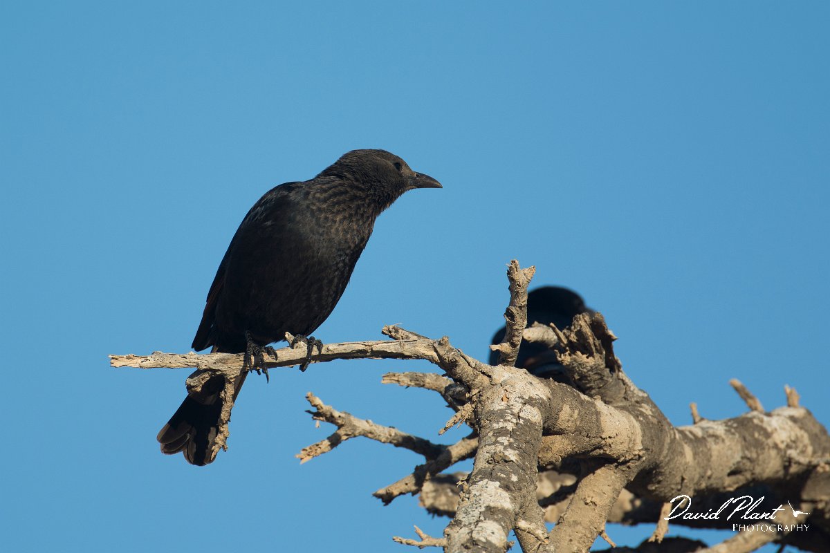 DPPhotography - Oman - Tristram's starling - I.jpg - Tristram's starling -Wadi Ash Shuwaymiyyah, Oman