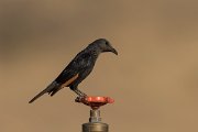 DPPhotography - Oman - Tristram's starling - A