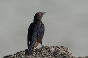 DPPhotography - Oman - Tristram's starling - B