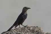 DPPhotography - Oman - Tristram's starling - C