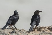 DPPhotography - Oman - Tristram's starling - D