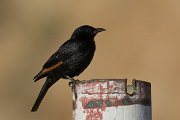 DPPhotography - Oman - Tristram's starling - E