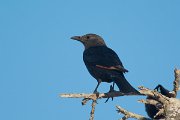 DPPhotography - Oman - Tristram's starling - F
