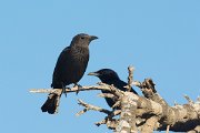 DPPhotography - Oman - Tristram's starling - G