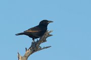 DPPhotography - Oman - Tristram's starling - H