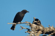 DPPhotography - Oman - Tristram's starling - I