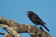 DPPhotography - Oman - Tristram's starling - J
