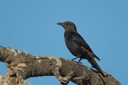 DPPhotography - Oman - Tristram's starling - L