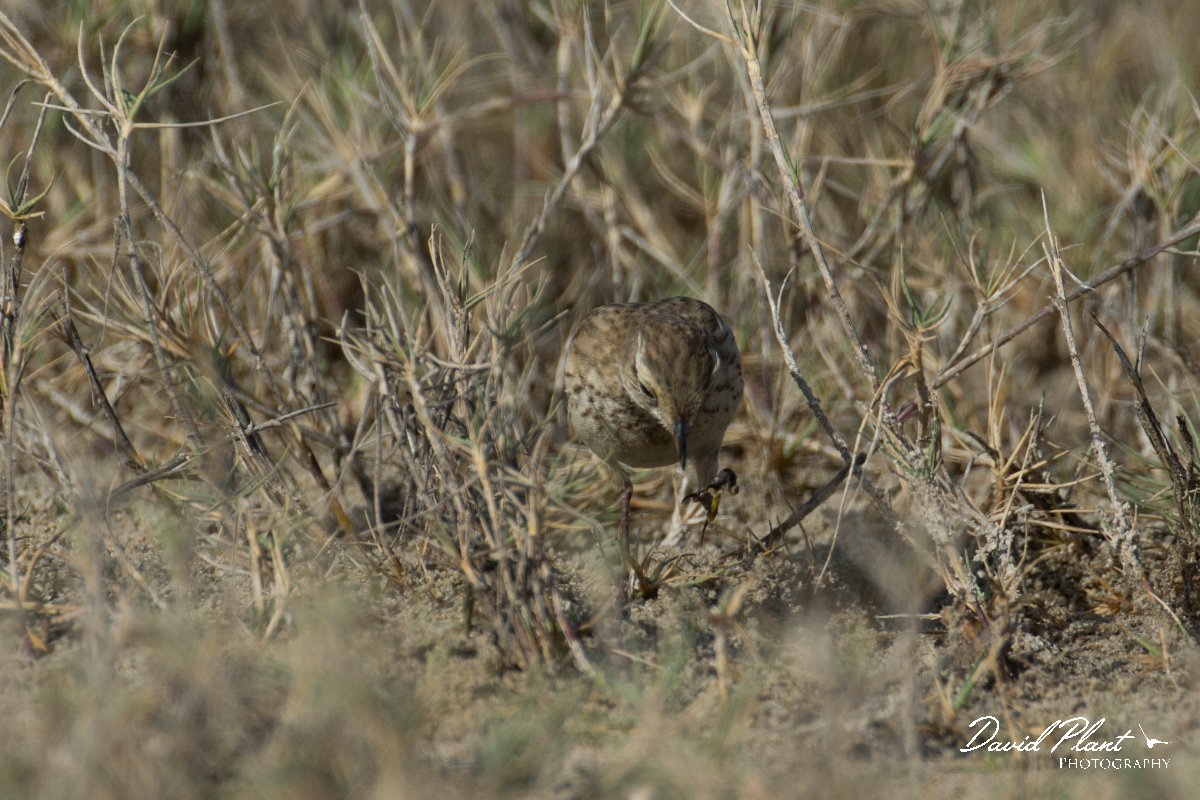DPPhotography - Oman - Water pipit - B.jpg - Water pipit - East Khawr, Oman
