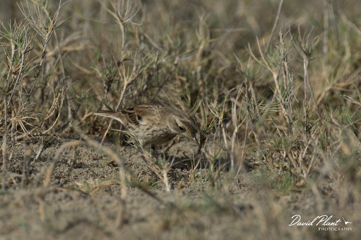 DPPhotography - Oman - Water pipit - C.jpg - Water pipit - East Khawr, Oman