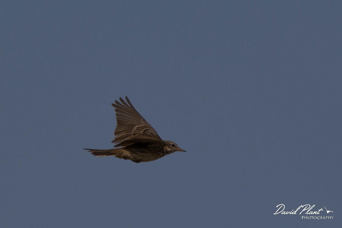 DPPhotography - Oman - Water pipit - D.jpg - Water pipit - Muntasar Oasis, Oman