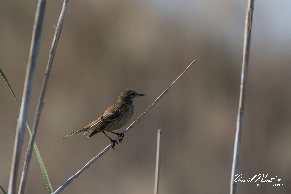 DPPhotography - Oman - Water pipit - E.jpg - Water pipit - Muntasar Oasis, Oman