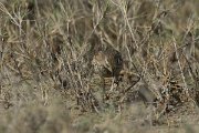 DPPhotography - Oman - Water pipit - B