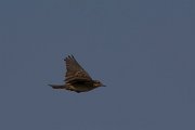 DPPhotography - Oman - Water pipit - D