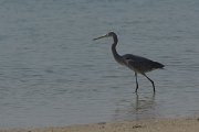 DPPhotography - Oman - Western reef egret - A