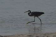 DPPhotography - Oman - Western reef egret - B