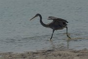 DPPhotography - Oman - Western reef egret - C
