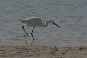 DPPhotography - Oman - Western reef egret - D
