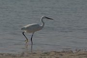 DPPhotography - Oman - Western reef egret - E