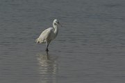 DPPhotography - Oman - Western reef egret - F