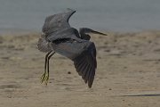 DPPhotography - Oman - Western reef egret - G