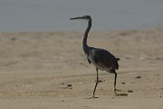 DPPhotography - Oman - Western reef egret - H