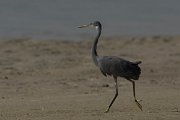 DPPhotography - Oman - Western reef egret - I