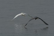 DPPhotography - Oman - Western reef egret - J