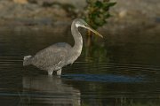 DPPhotography - Oman - Western reef egret - K