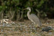 DPPhotography - Oman - Western reef egret - L