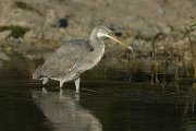 DPPhotography - Oman - Western reef egret - M