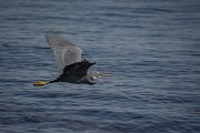 DPPhotography - Oman - Western reef egret - N
