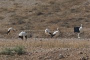 DPPhotography - Oman - White stork - A