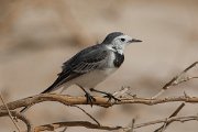 DPPhotography - Oman - White wagtail - B
