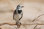 DPPhotography - Oman - White wagtail - C