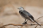 DPPhotography - Oman - White wagtail - E