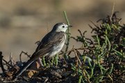 DPPhotography - Oman - White wagtail - F