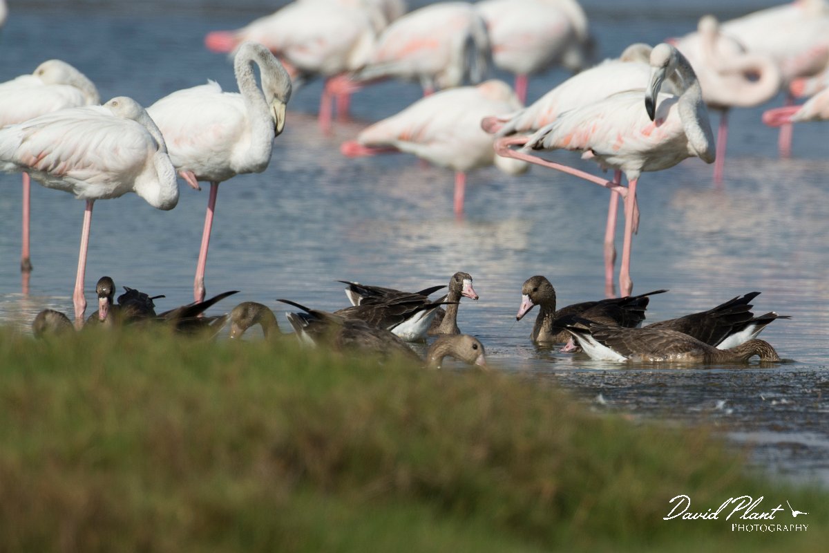 DPPhotography - Oman - White-fronted goose - A.jpg - White-fronted goose - East Khawr, Oman