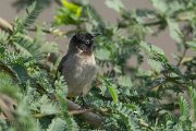 DPPhotography - Oman - White-spectacled bulbul - B