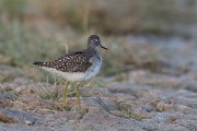 DPPhotography - Oman - Wood sandpiper - B