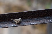 DPPhotography - Oman - Yemin serin - A