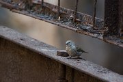 DPPhotography - Oman - Yemin serin - B