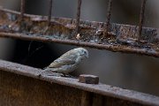 DPPhotography - Oman - Yemin serin - C