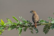 African silverbill