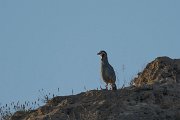 Arabian partridge