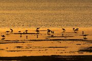 Bar-tailed godwit