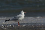 Black-headed gull