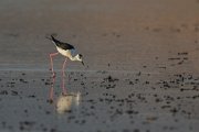 Black-winged stilt