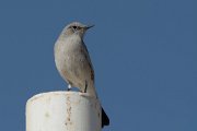 Blackstart
